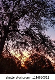 Sunset Through Treetops