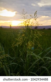 Sunset Through Wild Grass
