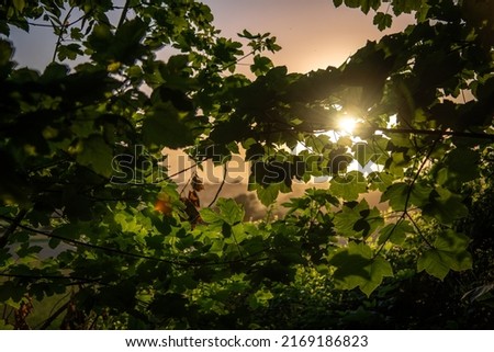 Sunset throught the leafs and tree on a summer evening by the Brighton, UK