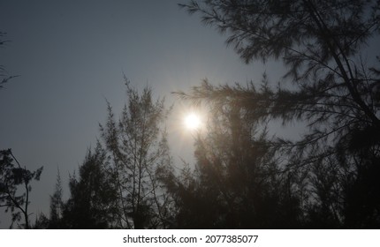 Sunset time in forest .