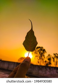 Sunset time leaf evening view