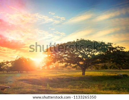 sunset time on the mountain with big tree and birds