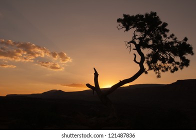 Sunset tree