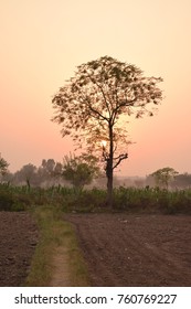 sunset and tree