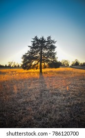 Sunset Tree - Appomattox Court House National Historical Park