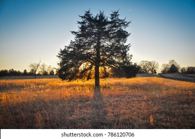 Sunset Tree - Appomattox Court House National Historical Park