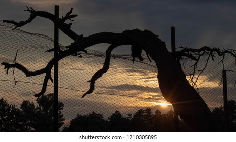 Sunset with tree and branches
