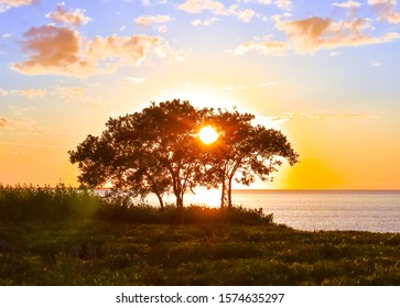 Sunset with tree in foreground