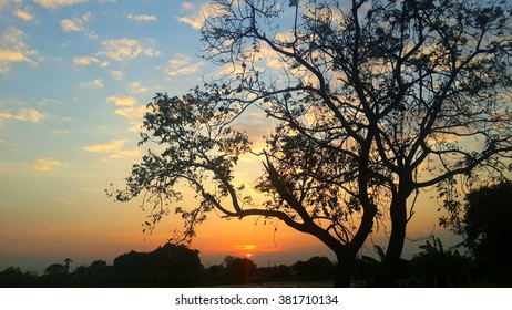 sunset  tree silhouette 