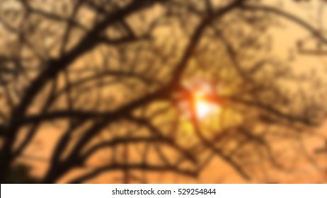 Sunset tree silhouette blurred background.