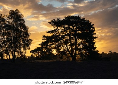 Sunset with tree silhouette and glowing clouds - Powered by Shutterstock