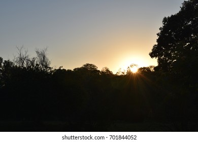 sunset in treeline