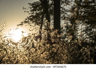 Sunset in the trees