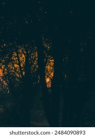 Sunset in the trees of Jungle #sunset #intrees #jungle