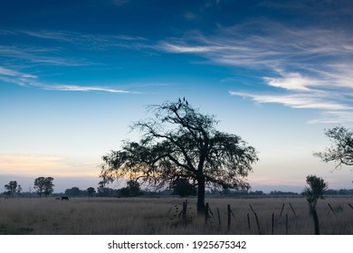 Sunset and trees at a rural environment