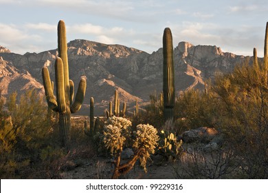 Sunset In The Tucson Desert