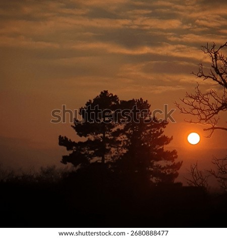 A sunset with two grandiose pine trees