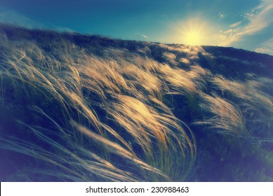Sunset in a valley of feather grass. Windy day. Motion blur