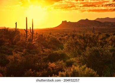 Sunset view of the Arizona desert with cacti and mountains