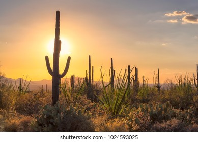 Desert Cacti High Res Stock Images Shutterstock