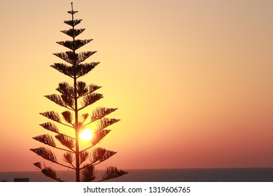 sunset view from the beach