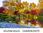 Sunset view of beautiful Japanese garden in Midwestern botanical garden in fall; traditional Japanese bridge in the background