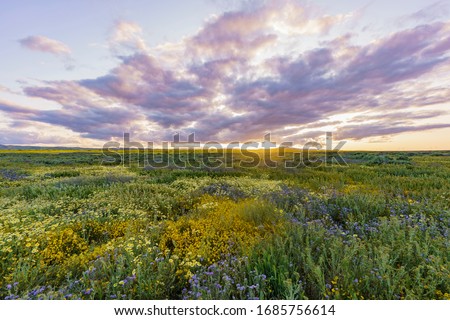 Sunset view of the beautiful yellow goldifelds and tidy tips blossom at Carrizo Plain National Monument, California, U.S.A.