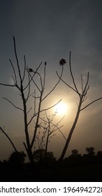 Sunset view behind tree branches.