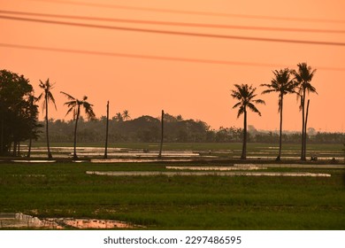sunset view with coconut tree backgound at golden sunset. in Indramayu, West Java