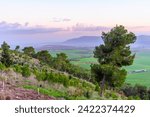 Sunset view of countryside in the Jezreel Valley, with pines and other trees. Northern Israel