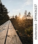 Sunset view in the countryside of Latvia. It’s a bog trail with wooden path. The sun is going down shining on the surrounding nature - the flora in the bog. There are some birches on the left side