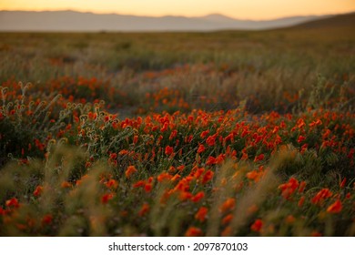 Sunset view of fields of poppies in Lancaster, California, USA.