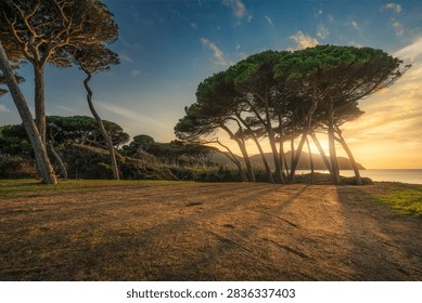Sunset view of iconic stone pine trees backlit by golden sun rays on the coast of Baratti Gulf near Piombino. Livorno, Maremma, Tuscany, Italy