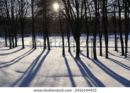 The sunset view of Kaunas old town park trees with long shadows during the Winter (Lithuania).
