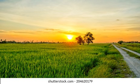 Sunset View Over Paddy Field