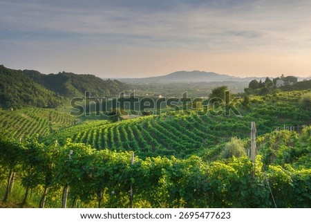 Sunset view over the rolling, terraced vineyards of the Prosecco Hills, Veneto, Italy. Unesco World Heritage Site. Golden light illuminates the rows of vines.
