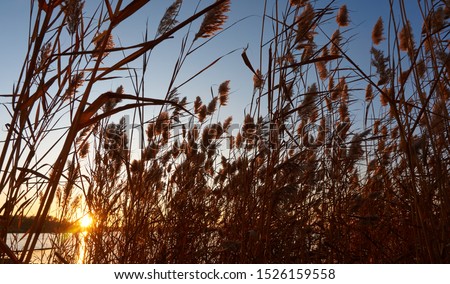 Similar – Foto Bild Die angenehme Stimmung der Natur