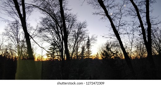 Sunset View Through Forest In Alta, California.