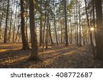 Sunset view through pine trees in the Berkshire Mountains of Western Massachusetts.