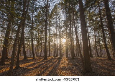Sunset view through pine trees in the Berkshire Mountains of Western Massachusetts.