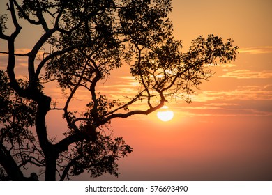 sunset view, tree sunset