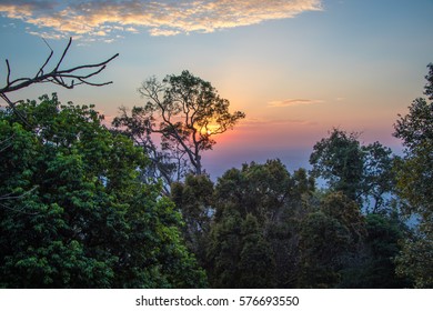 sunset view, tree sunset