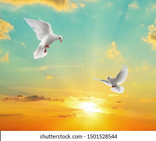 Sunset View And Two Doves