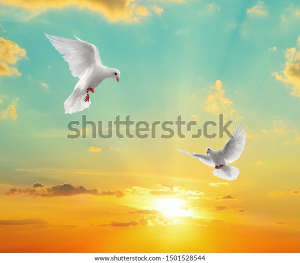 Sunset View Two Doves Stock Photo (Edit Now) 1501528544