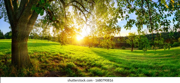 Sunset view from under a tree on a green meadow with hills on the horizon - Shutterstock ID 1680790816
