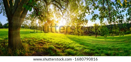 Sunset view from under a tree on a green meadow with hills on the horizon