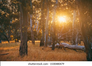 Sunset viewed through Eucalyptus trees, South Australia - Powered by Shutterstock - Get 15% off with code: PIKWIZARD15