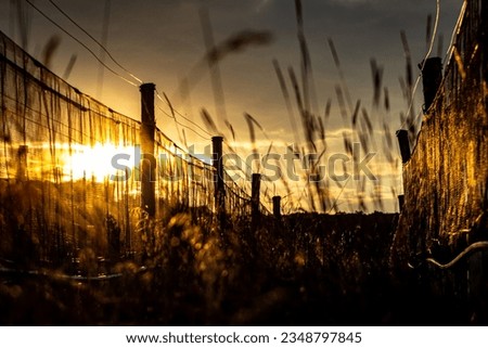 Sunset in the vineyard with a camera
