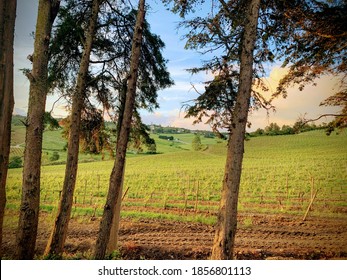 Sunset Vineyard Near Lisbon Portugal