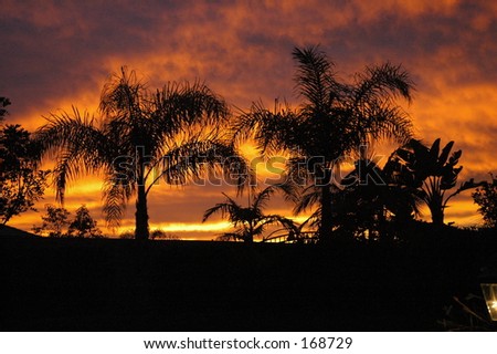 sunset w/ palm trees